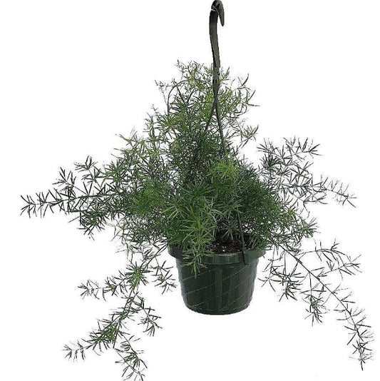 Asparagus Hanging – image 2