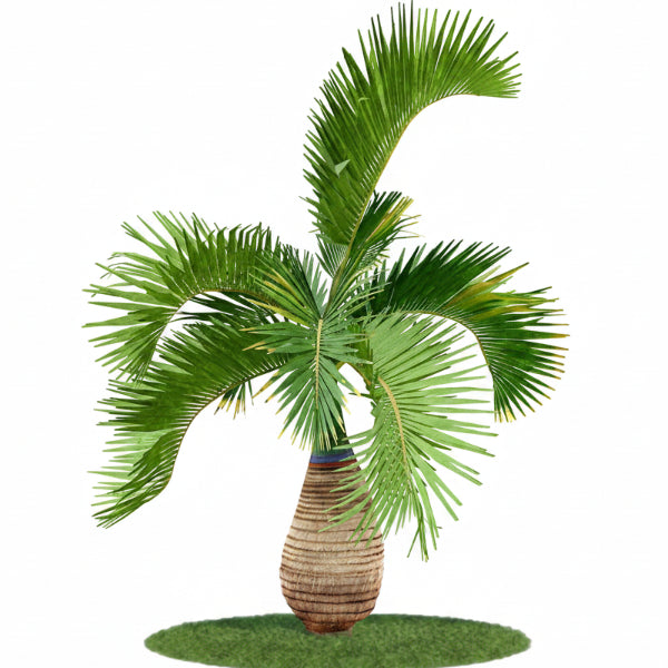 Bottle Palm, Hyophorbe Lagenicaulis – image 2