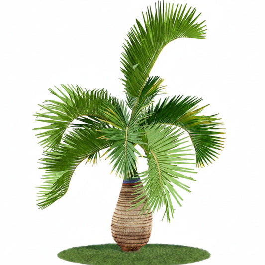 Bottle Palm, Hyophorbe Lagenicaulis – image 2
