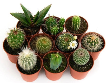 Ornamental Cactus Mix – image 5