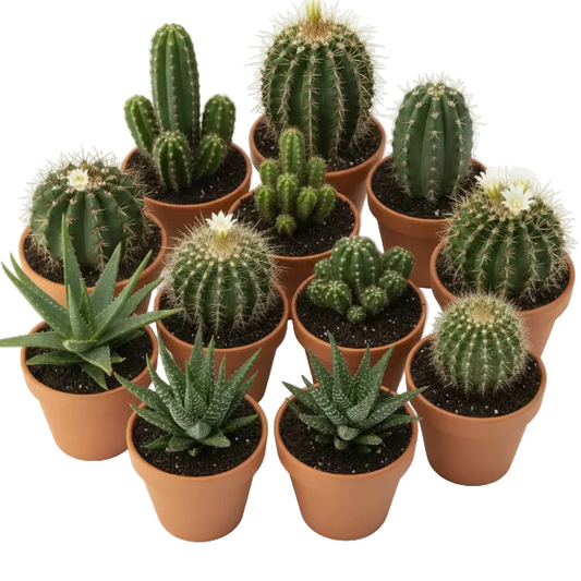 Ornamental Cactus Mix – image 1