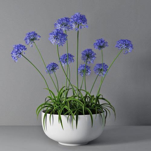 Agapanthus African, African Lily – image 3