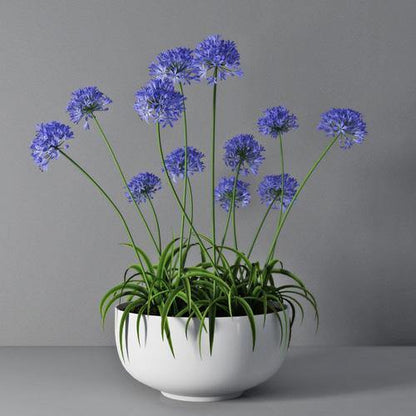 Agapanthus African, African Lily – image 3