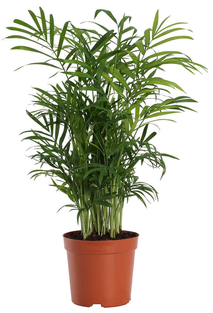 Parlour Palm, Bamboo Palm, Chamaedorea elegans – image 4