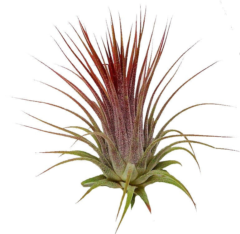 Tillandsia Lonantha Red Clumb – image 3