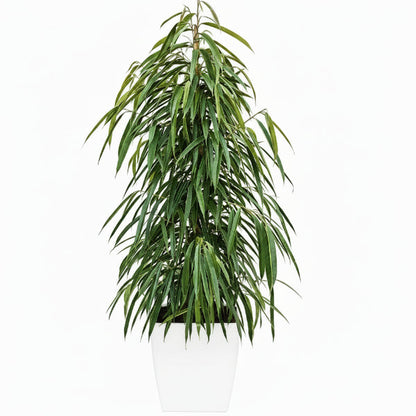 Ficus Amstel Queen – image 4