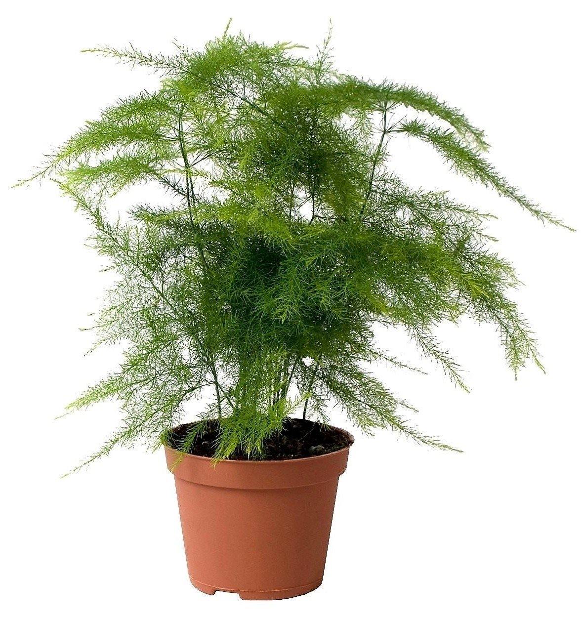 Asparagus Setaceus – image 3