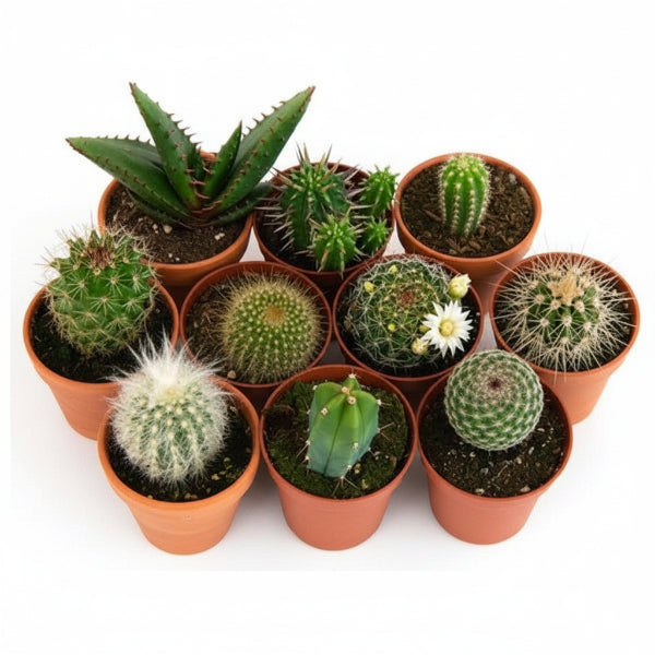 Cactus small 6 - 8 cm – image 1