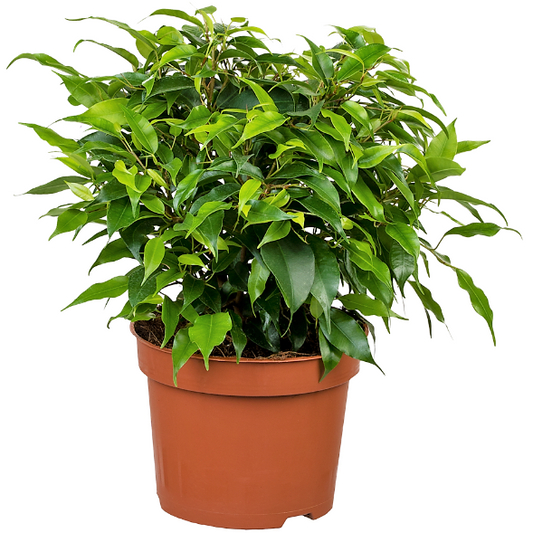 Ficus Benjamina, Kinky – image 1