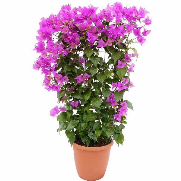 Bougainvillea Alexandra , Purple Paper Flower – image 1