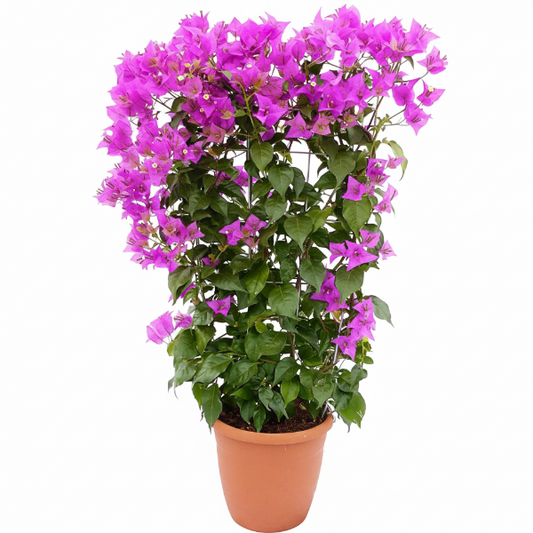 Bougainvillea Alexandra , Purple Paper Flower – image 1