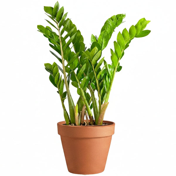 ZZ Plant - Zamioculcas Zamiifolia, Zanzibar Gem – Green Plants