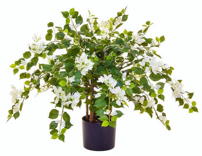 Bougainvillea Glabra White – image 7