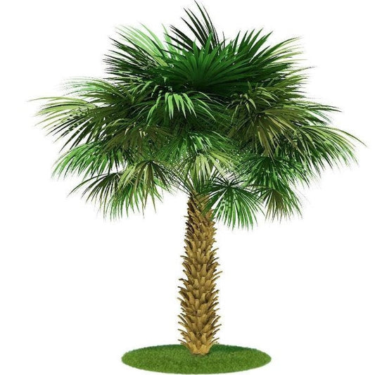 Sabal Palm, Sabal palmetto, Cabbage Palmetto, Carolina Palmetto – image 1