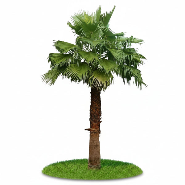 Mexican Fan Palm, Washingtonia Robusta – image 5