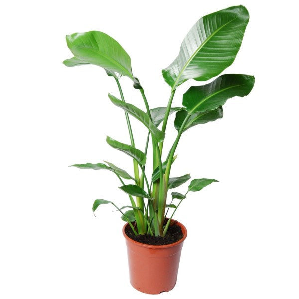 Bird of Paradise, Strelitzia Nicolai – image 4