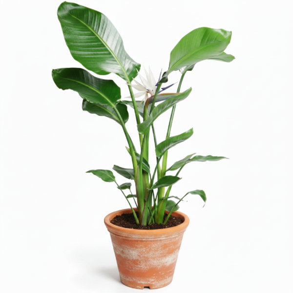Bird of Paradise, Strelitzia Nicolai – image 1