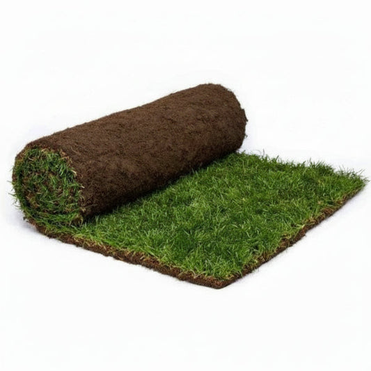 Natural Carpet Grass, American Bermuda – image 1
