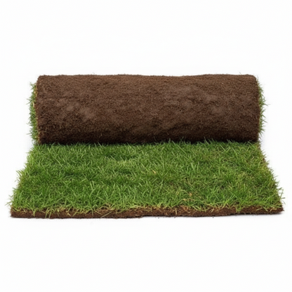 Natural Carpet Grass, American Bermuda – image 5