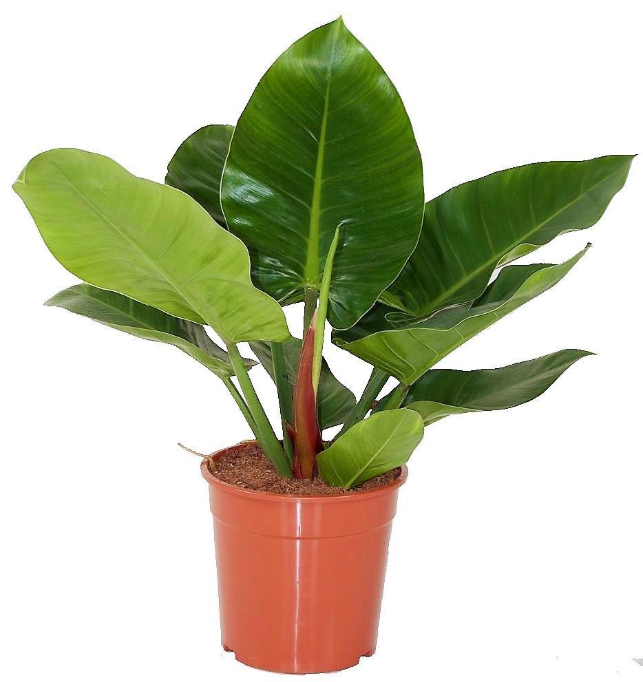 Philodendron Imperial Green – image 1