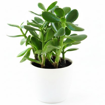 Money Tree, Crassula ovata, Dollar Plant, Jade Tree – image 12
