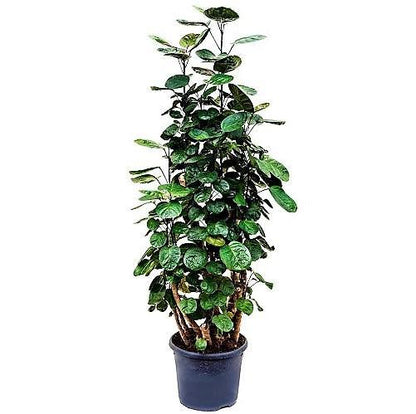 Aralia Fabian, Polyscias Fabian – image 2