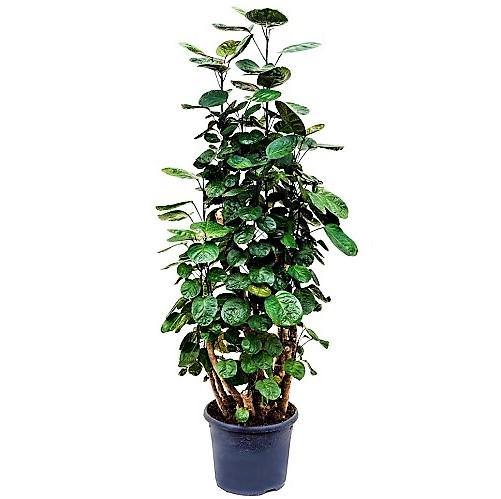 Aralia Fabian, Polyscias Fabian – image 2