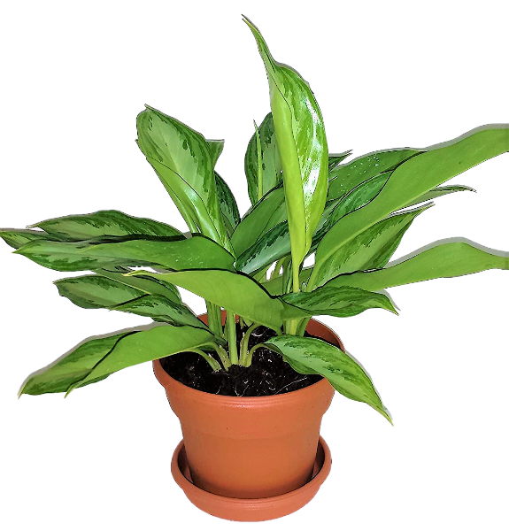 Silver Queen - Aglaonema Commutatum 'Silver Queen' – Green Plants