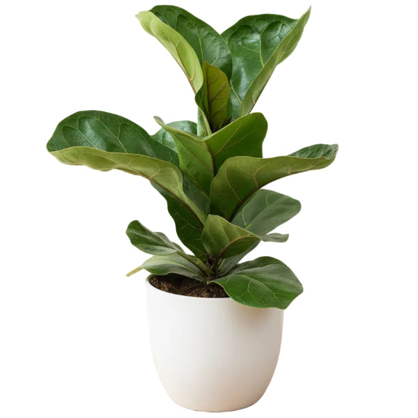 Ficus Lyrata - Fiddle Leaf Fig – Green Plants
