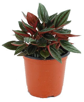 Peperomia Caperata – image 2