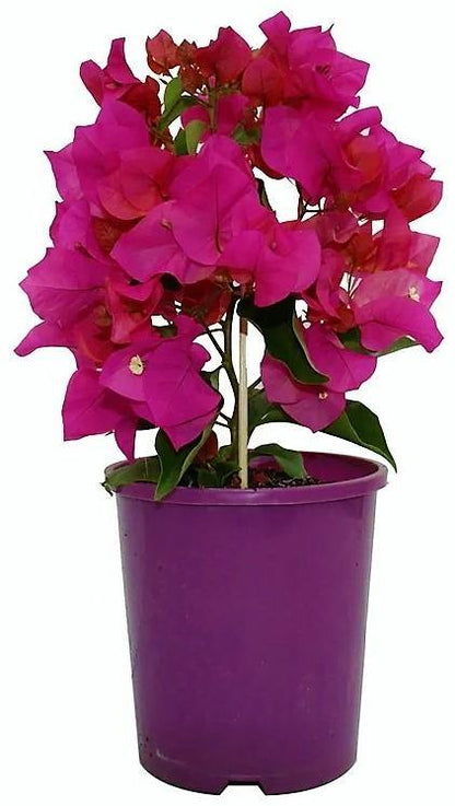 Great Bougainvillea, Bougainvillea Spectabilis – image 4