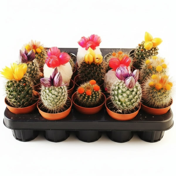Ornamental Cactus Small – image 5