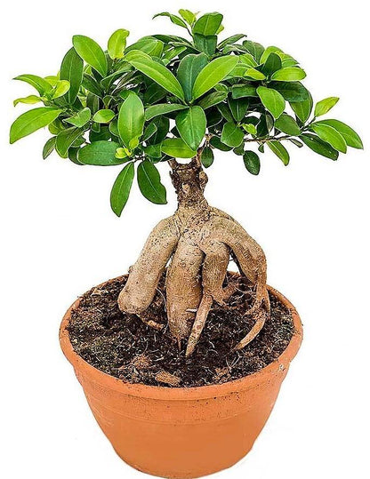Ficus Ginseng Bonsai, Ficus nitida, Microcarpa – image 3