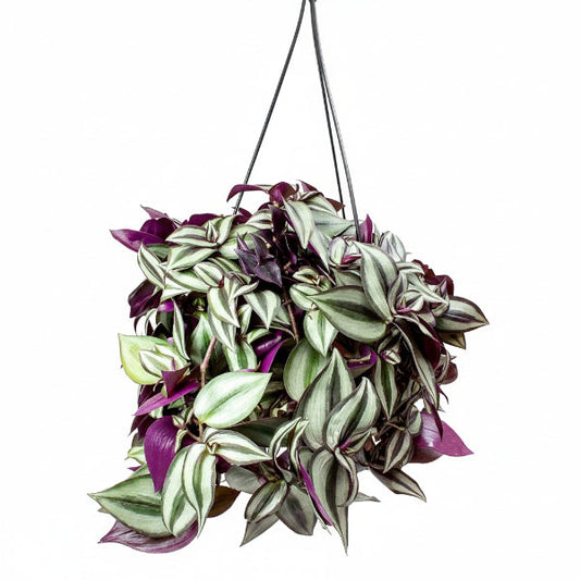 Tradescantia zebrina , Wandering Jew – image 1
