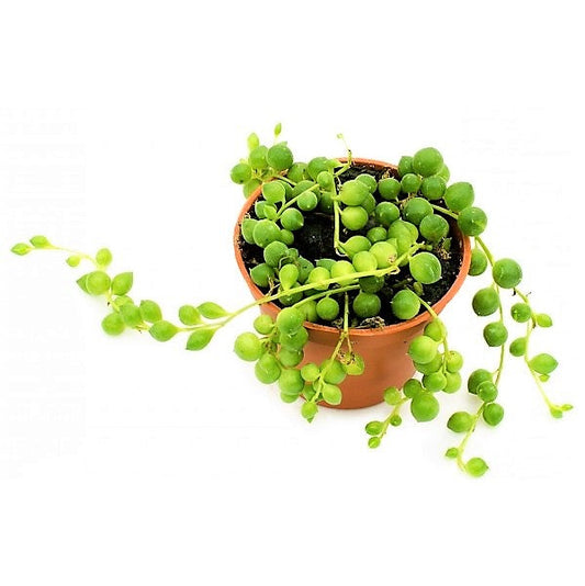 String of Pearls, Senecio Rowleyanus – image 2