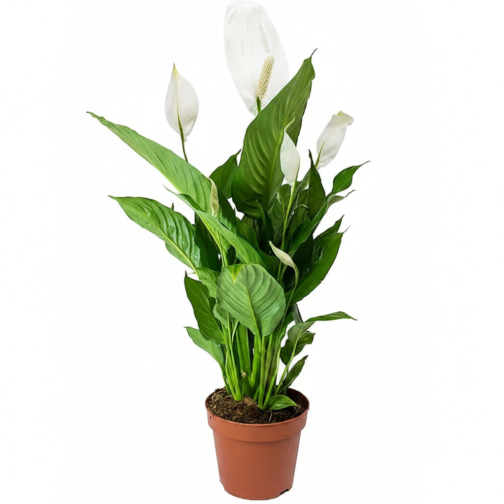 Peace Lily - Spathiphyllum – Green Plants