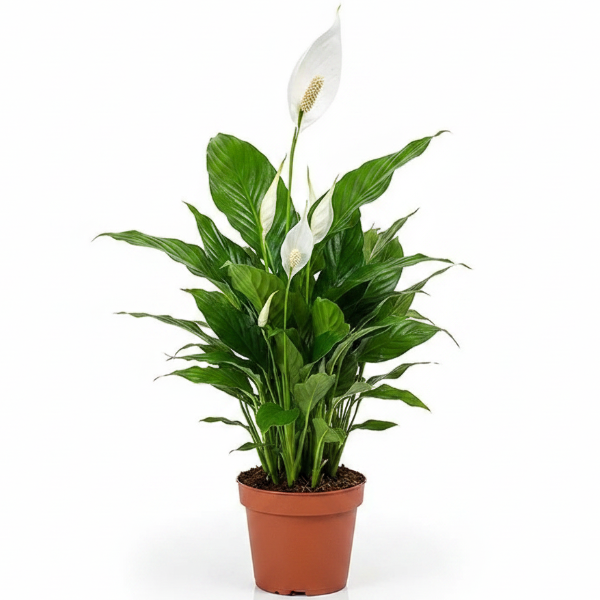 Peace Lily - Spathiphyllum – Green Plants