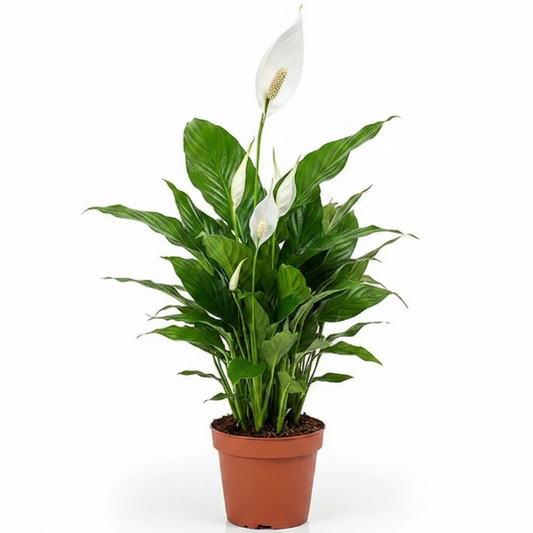 Peace Lily - Spathiphyllum – Green Plants