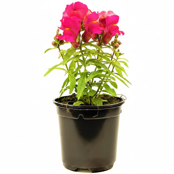 Antirrhium Majus, Snapdragon, Antirrhinum (small) – image 1