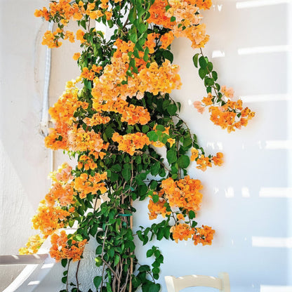Bougainvillea Gold – image 2