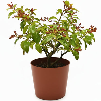 Fire Bush, Hamelia Patens – image 1