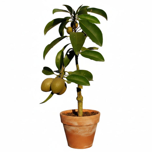 Chicko Tree, Manilkara Zapota – image 1