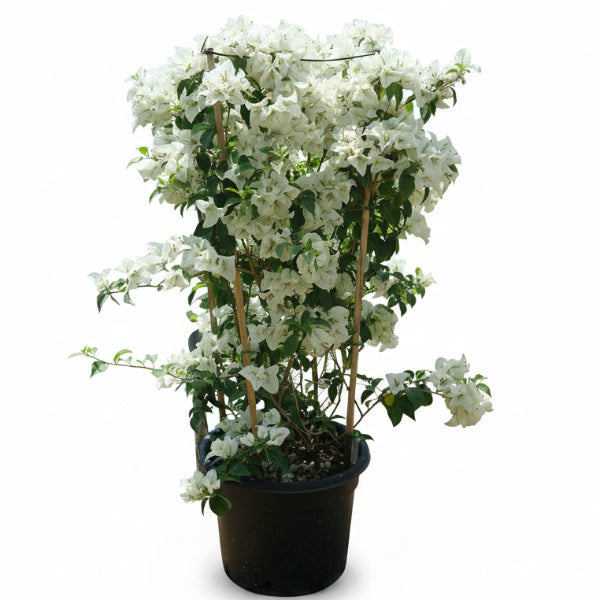 Bougainvillea Glabra White – image 2