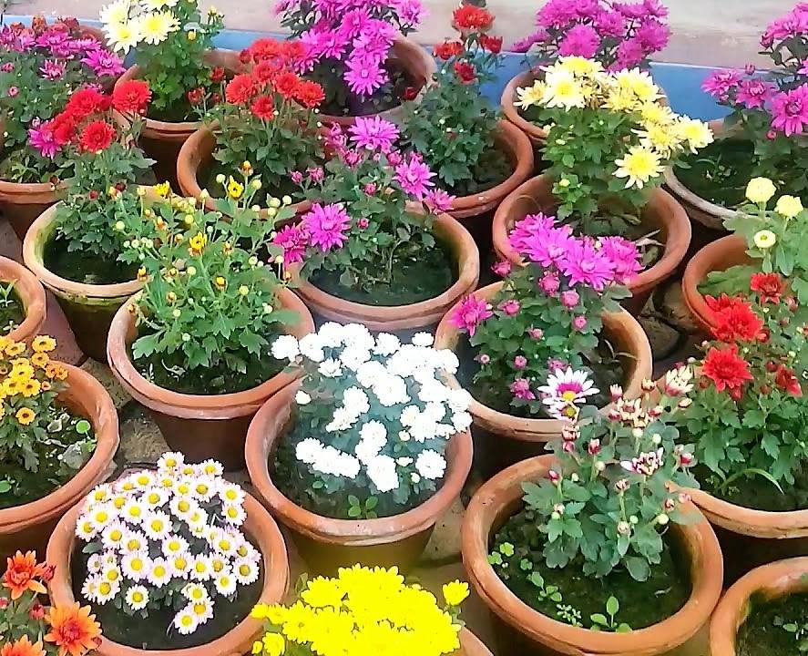 Chrysanthemum per plant – image 3