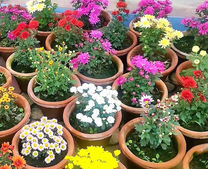 Chrysanthemum per plant – image 3