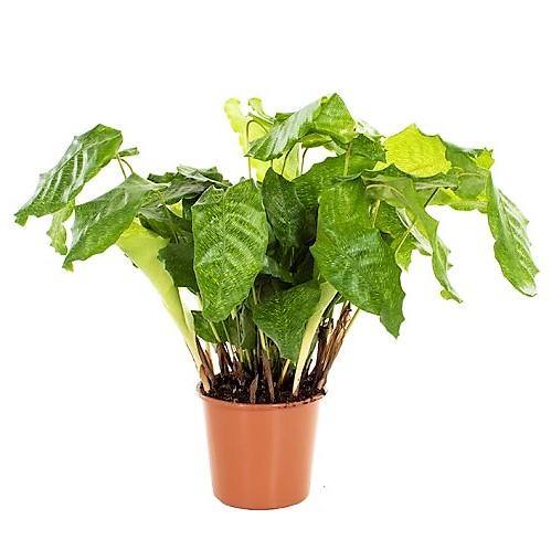 Calathea Mosaica, Network – image 3