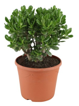 Money Tree, Crassula ovata, Dollar Plant, Jade Tree – image 5