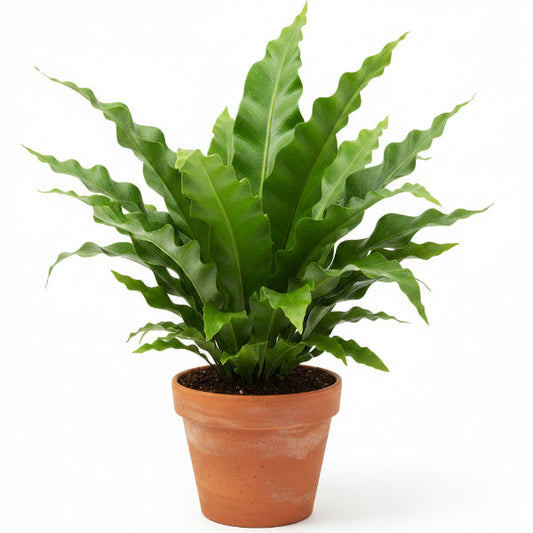 Bird’s Nest Fern, Asplenium Nidus – image 1