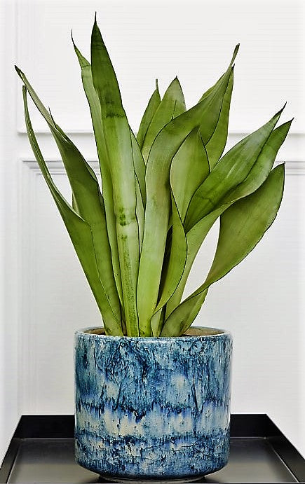Snake Plant MoonShine, Sansevieria trifasciata – image 4