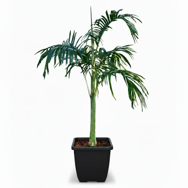 Carpentaria Palm, Carpentaria Acuminata – image 2